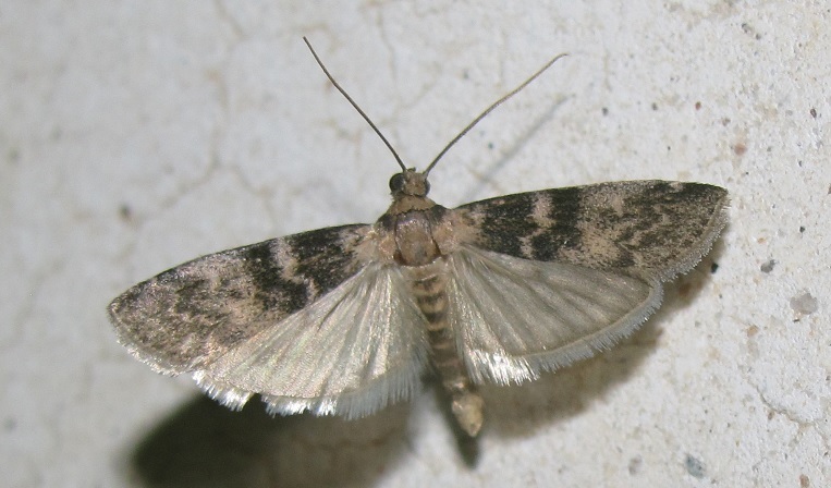 Assara terebrella?